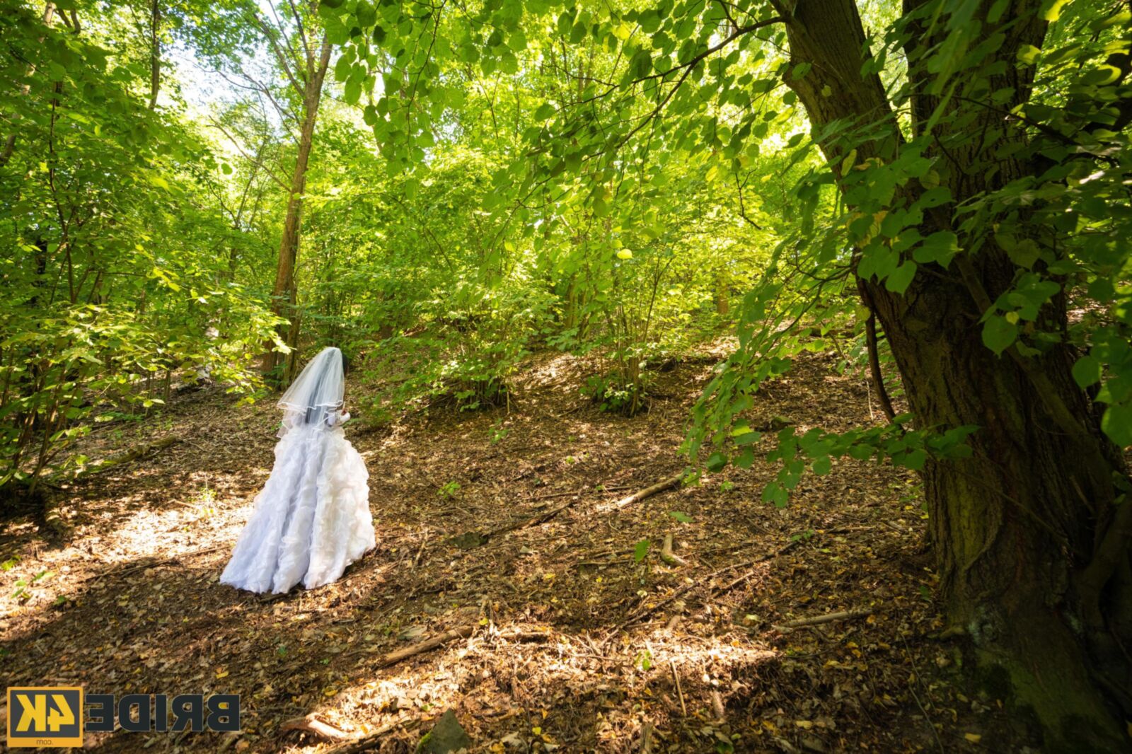 Forêt de merveilles de Zaawaadi et de luxure incontournable, ..